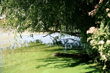 Water surface covered with green algae under tree shade on a summer day. A calm yet concerning scene symbolizing water pollution and fragile ecosystems.