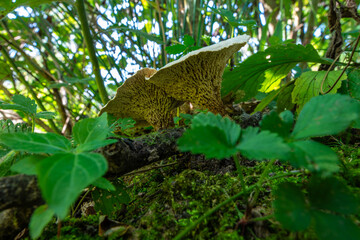 Neofavolus alveolaris