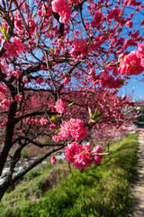 Naklejka premium 花桃の里の桜と桃