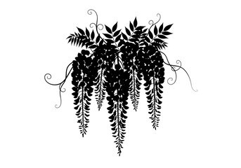 Obraz premium Wisteria Hanging Flower Silhouette