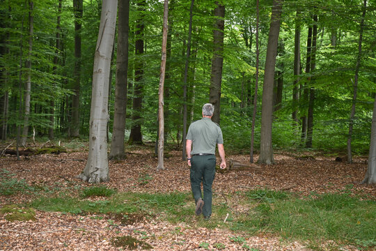 Arbres en foret de Soignes Belgique Bruxelles