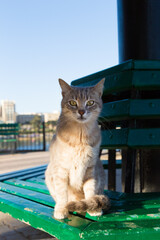 A cream colored cat sitting on the green bench, the seaside promenade of Malta