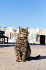 A brown tabby cat sits on a paving stone on Malta's seaside promenade.