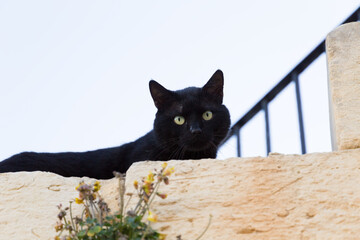 A black cat peering from the stone wall in the Republic of Malta.