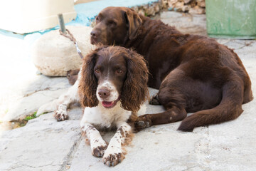Two dogs relaxing, Republic of Malta