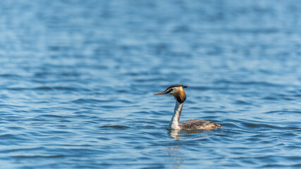 The waterfowl bird Great Crested Grebe swimming in the calm lake