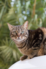 Brown tabby cat living in the backstreets of Malta
