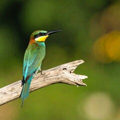 Obraz premium Colorful bird on branch (1)