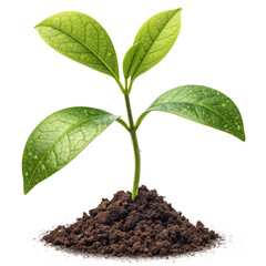 Vibrant green seedling emerges from rich soil symbolizing new growth, sustainability, and fresh beginnings for business success