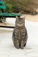 Obraz premium A brown tabby cat is sitting on the paving stone in Malta's tourist areas.
