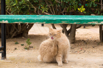 A long-haired cat grooming itself in Malta's tourist areas.
