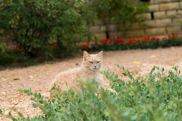 A cream-colored cat resting in the shade of the bushes in Malta's tourist areas.