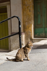 A side view of an orange tabby cat sitting in Malta's historic district