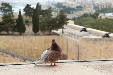 A pigeon standing on Valletta's city walls, Republic of Malta