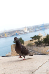 A pigeon standing on Valletta's city walls, Republic of Malta