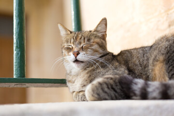 A brown tabby cat is sleeping against a green fence in Malta's historic district.