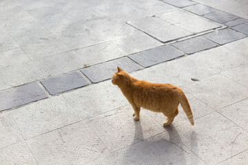 An orange tabby cat walks on a stone-paved street in the Republic of Malta.