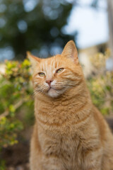 A portrait of an orange tabby cat resting in the square, Republic of Malta.
