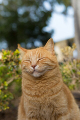 A portrait of an orange tabby cat resting in the square, Republic of Malta.