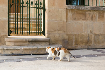 A calico cat strolling through Malta's historic district.