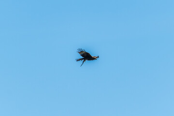 Bird of prey, black kite, flying in the blue sky with a caught fish in its claws
