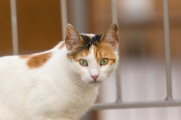 Close-up of a calico cat staring at the camera, Republic of Malta.
