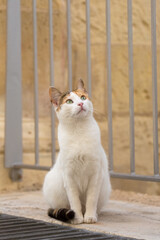 Portrait of a calico cat looking up at the sky at Malta's tourist spots.