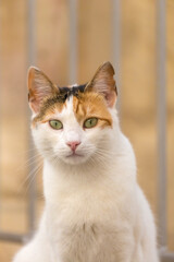 Close-up of a calico cat staring at the camera, Republic of Malta.