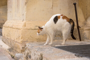 A calico cat stretches its body near a stone pillar in the Republic of Malta.