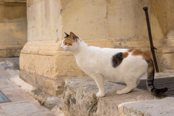 A calico cat surveys the street from beside a stone pillar in Malta.