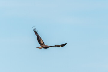 The bird of prey Black Kite flying in blue Sky