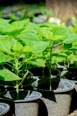 Beautiful yellow of Sunflower, Sunflower sprouts in pots among green leaves and soft blurred style for background, selective focus point.