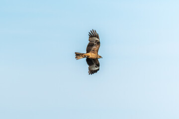 The bird of prey Black Kite flying in blue Sky