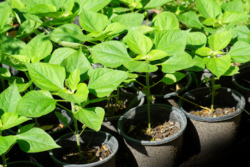 Beautiful yellow of Sunflower, Sunflower sprouts in pots among green leaves and soft blurred style for background, selective focus point.