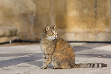 A brown tabby cat living around the stone wall in Malta.