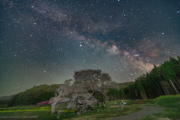 Fototapeta premium 黒部のエドヒガン桜と天の川