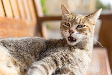 A brown tabby cat rests on a bench in the Republic of Malta.