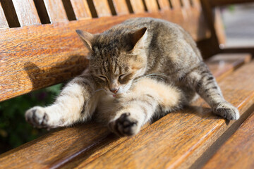 A brown tabby cat grooms itself on a bench in the Republic of Malta.