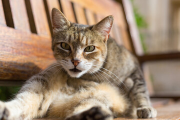 A brown tabby cat rests on a bench in the Republic of Malta.