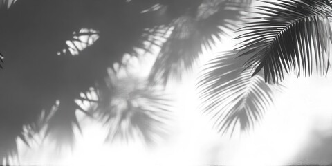 Soft shadows of palm leaves cast on a white surface creating a tranquil and tropical atmosphere