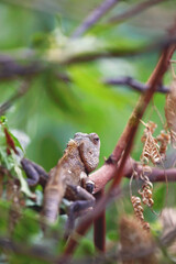 Oriental garden lizard in tree beanch