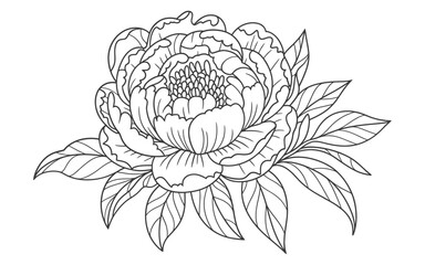 Detailed Peony Flower Line Art Illustration for Coloring or Design