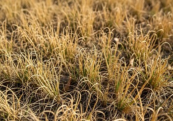 Sun-Kissed Meadow Grass: An Intimate Glimpse into Nature's Golden tapestry