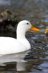 A wild white duck floating in a pond, Republic of Malta