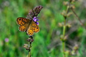 Mauerfuchs (Lasiommata megera) an Eisenkraut-Salbei (Salvia verbenaca) - Albanien