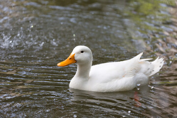 A wild white duck swimming in the pond, Republic of Malta