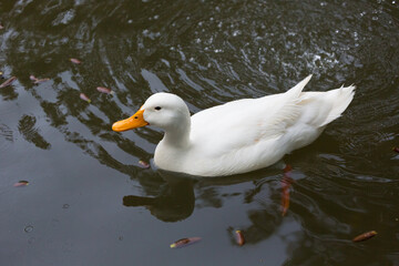 A wild white duck swimming in the pond, Republic of Malta