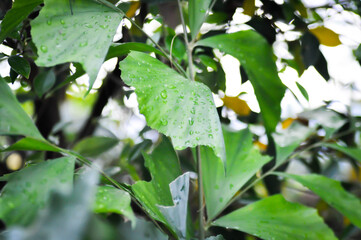 Caryota urens, Palmae or ARECACEAE or Caryota mitis Lour or Fishtail Palm or Wart Fishtail Palm and rain drop