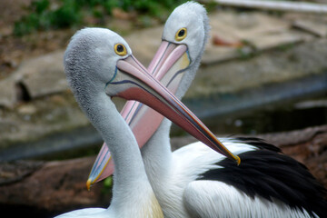 Two pelicans stand gracefully side by side, their long colorful beaks crossing, creating a perfect mirrored composition.