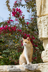 An orange and white cat sitting on a stone wall, Republic of Malta